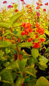 santa_rita_1