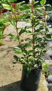 viburnus_tinus_variegado