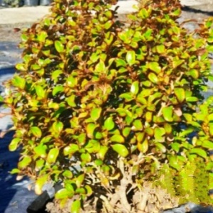 Coprosma