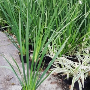 Dietes