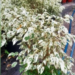Ficus Benjamina Blanco