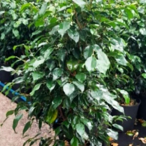 Ficus Benjamina 