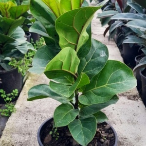 Ficus Lyrata