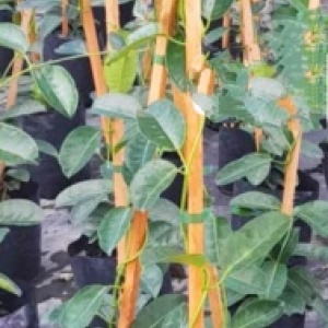 Jazmín de Madagascar