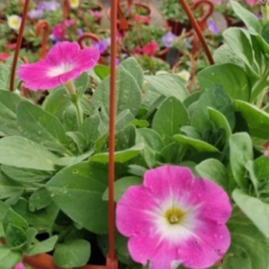 Petunias