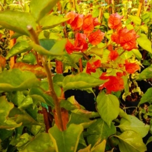 Santa Rita