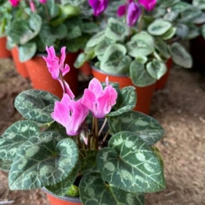 Violeta de los Alpes