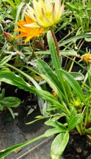 gazanias