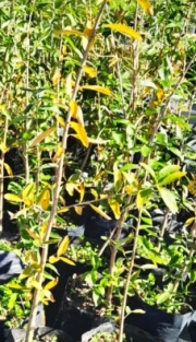 palo_amarillo