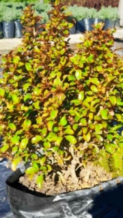 coprosma_1