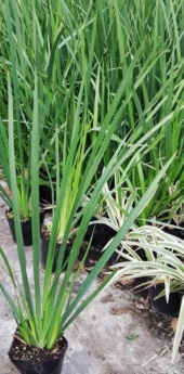 dietes