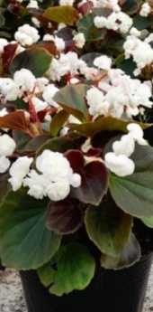 flor_de_azucar_blanca_1256267913