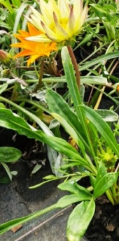 gazanias