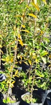 palo_amarillo