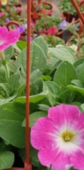 petunias