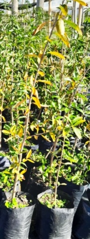 palo_amarillo