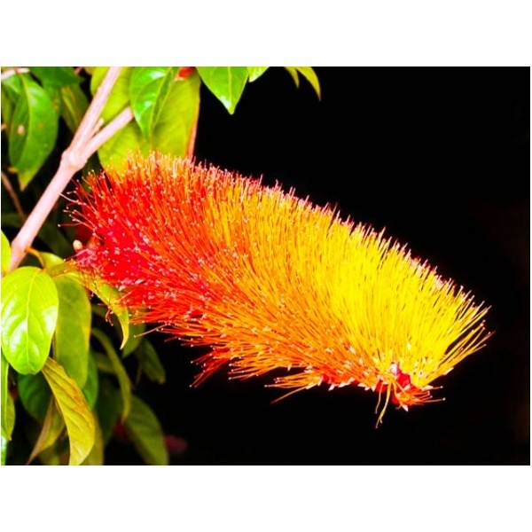 combretum_1