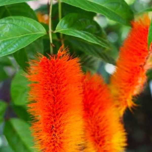 combretum_2