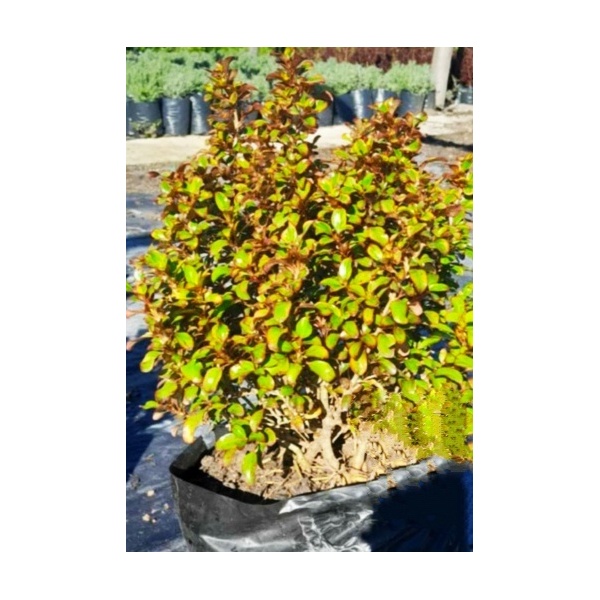 coprosma_1