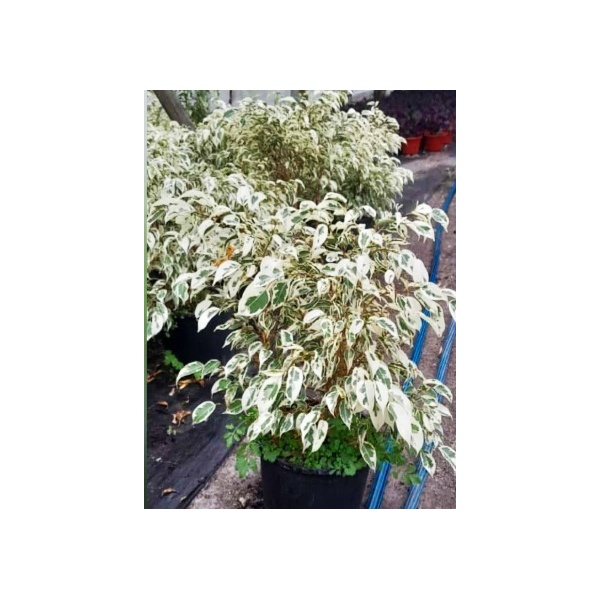 ficus_benjamina_blanco
