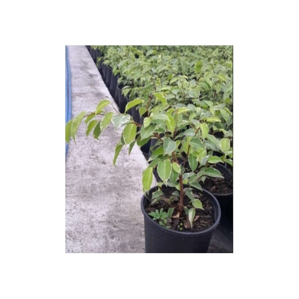 ficus_benjamina_variegado