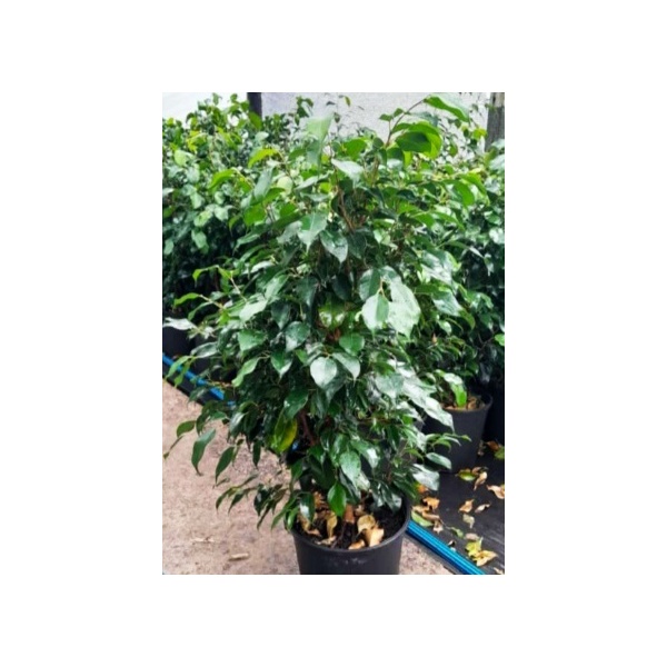 ficus_benjamina_verde