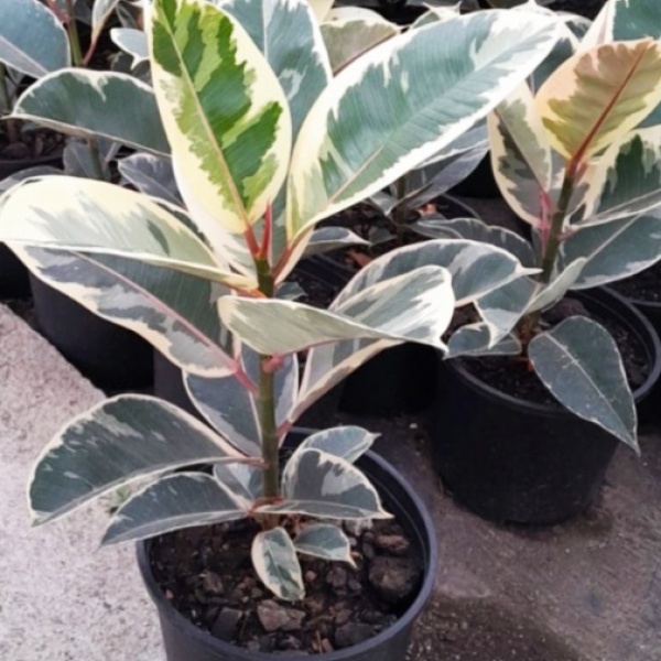 ficus_elastica_2
