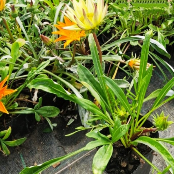 gazanias