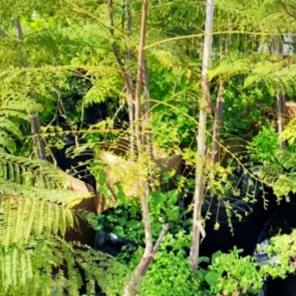 jacaranda