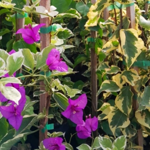 santa_rita_4