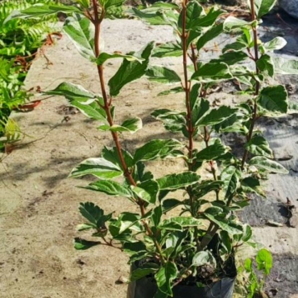 viburnus_tinus_variegado